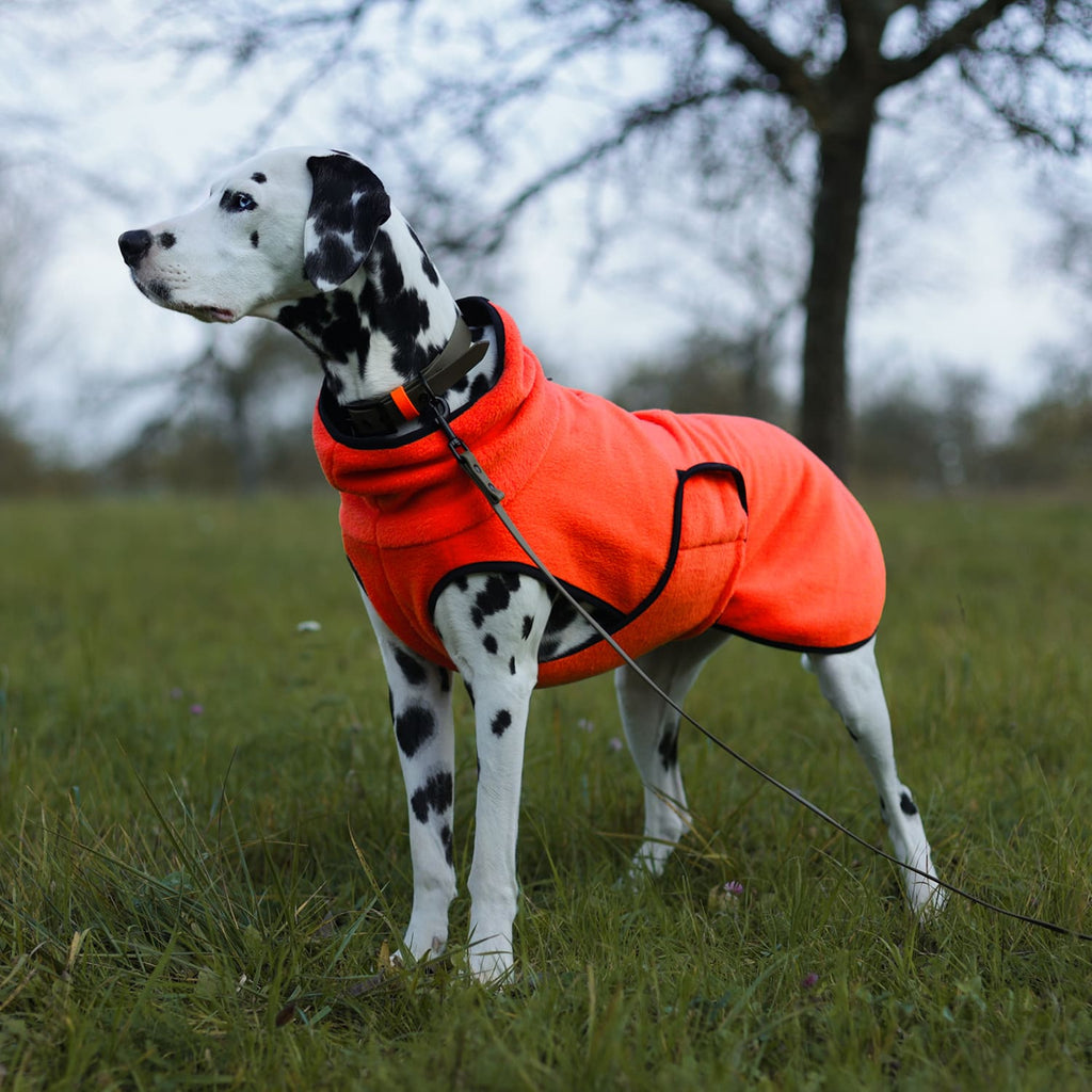 Hund steht auf einer Wiese und trägt einen Hundepullover aus Fleece