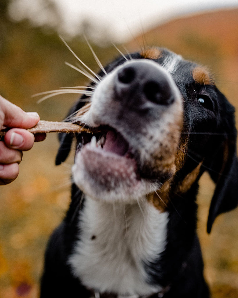 Hund bekommt ein Hunde Leckerlie