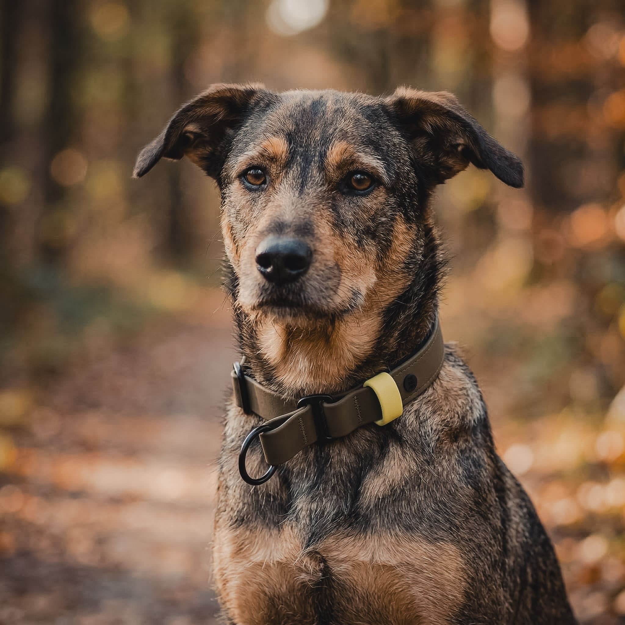 hundefutter fr gelenke und knochen GelenkFit-Komplex Pulver fr Hunde (300g)  PRIVANA