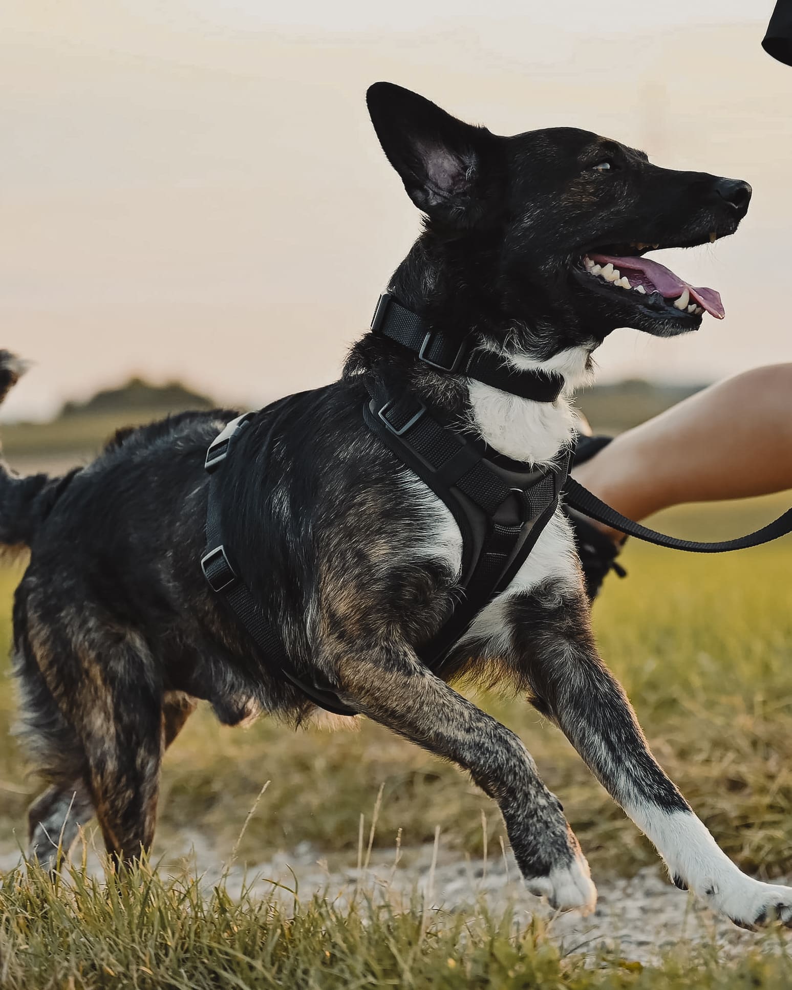 Hundegeschirr richtig whlen: Worauf es beim Kauf ankommt  THE DOG IDEA