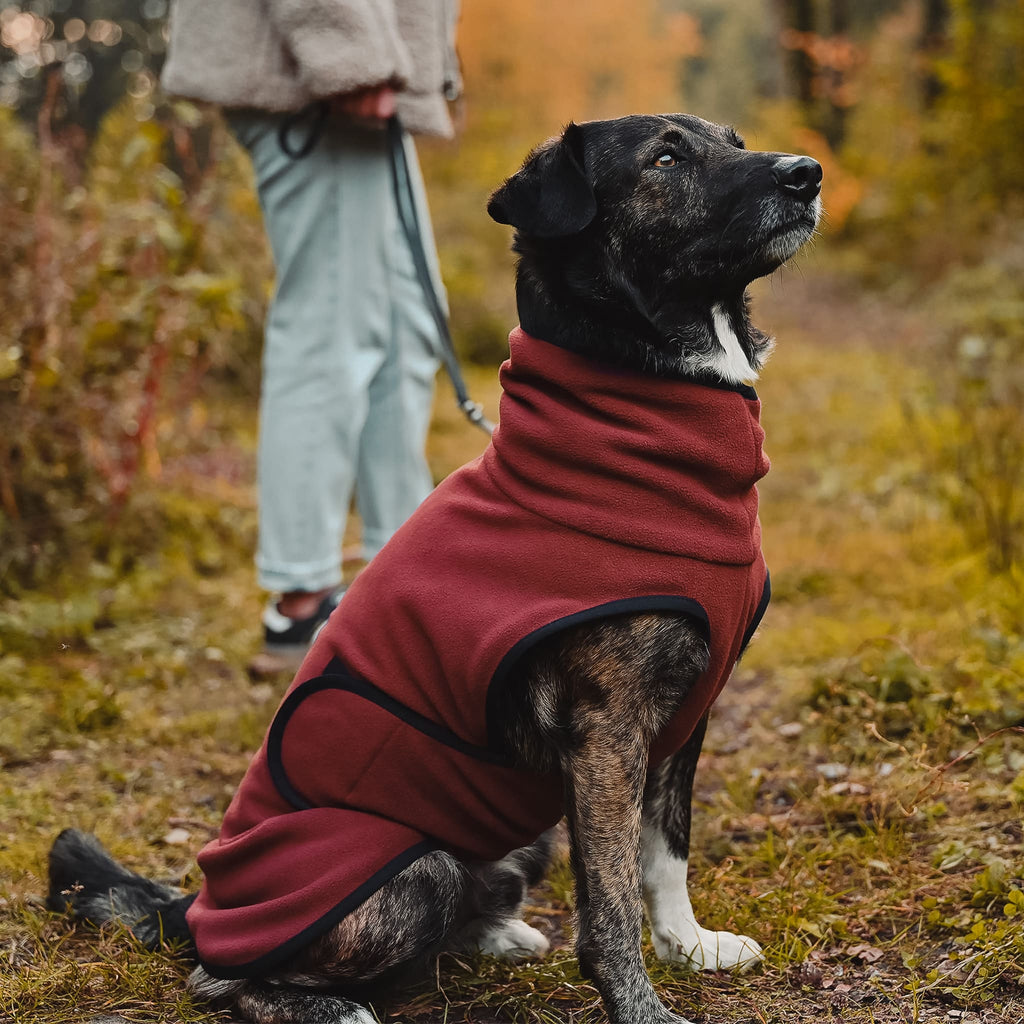 hundefutter barf Barfi Lamm BARF Nassfutter Dose für Hunde kaufen – Lamers  Futtermittelhandlung
