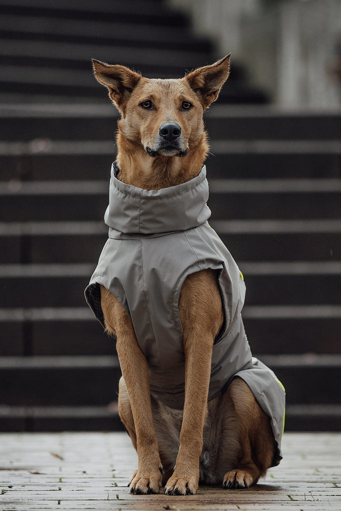 Hund sitzt im Regen mit einem Hundemantel Regen