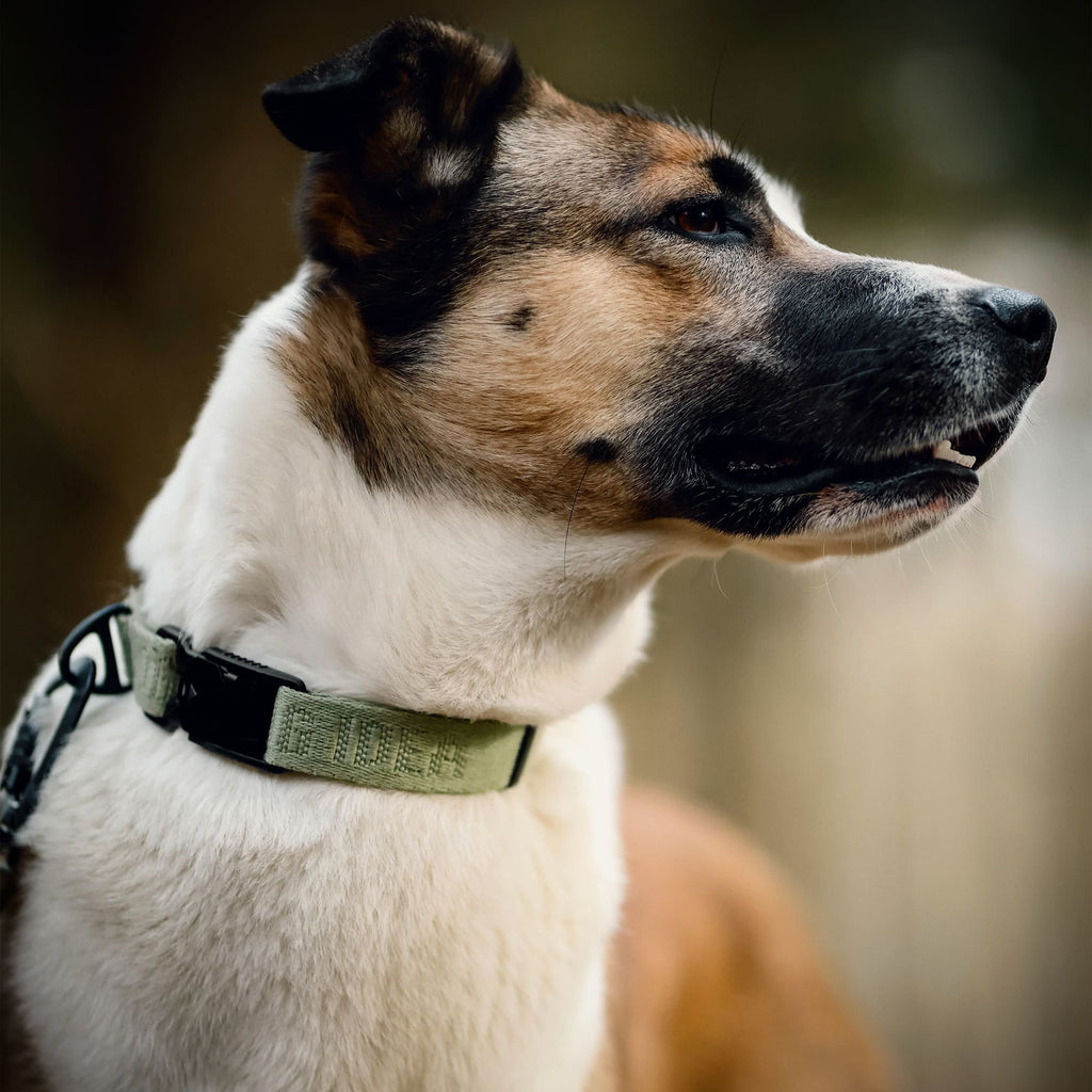 Hund trägt ein sportliches Hundehalsband mit Magnetverschluss
