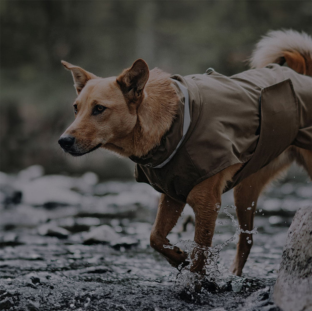 Hund steht mit den Füßen im Wasser und trägt einen Hunderegenmantel