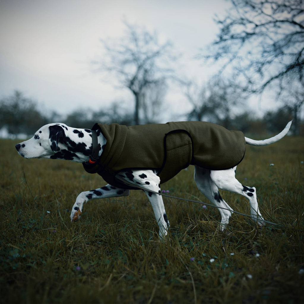 Hund trägt im Herbst einen Hundepullover in Khaki