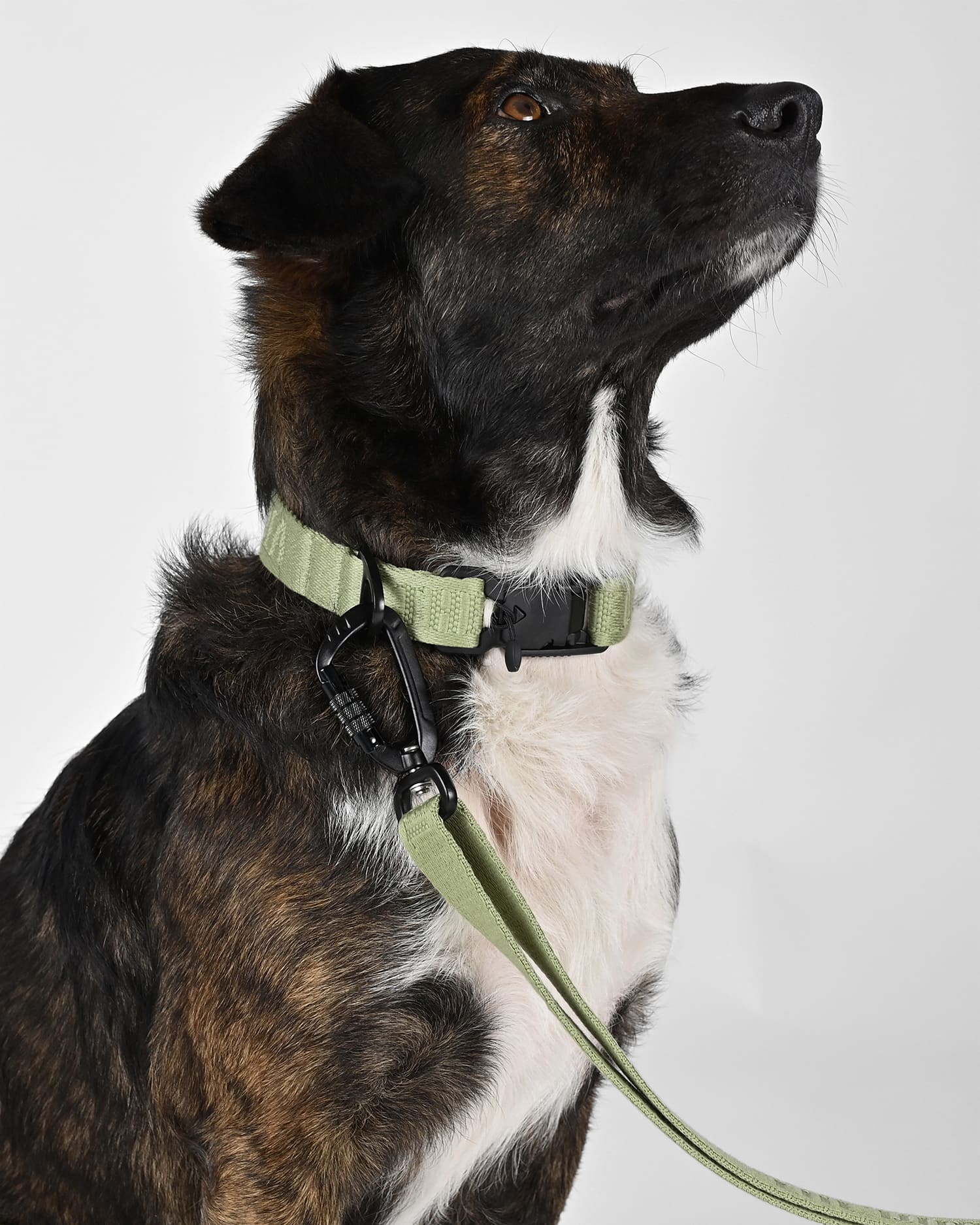 Hundehalfter Mit W-Druck - Verstellbares Nylon-Halsband Für Kleine Bis Große Hunde