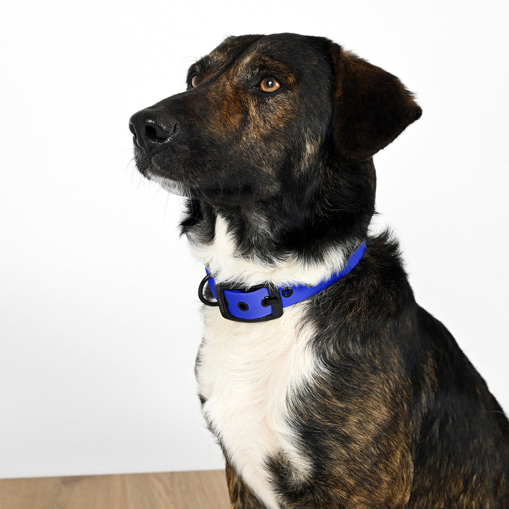 Hund mit Biothane Halsband in Blau und schwarzer Schnalle