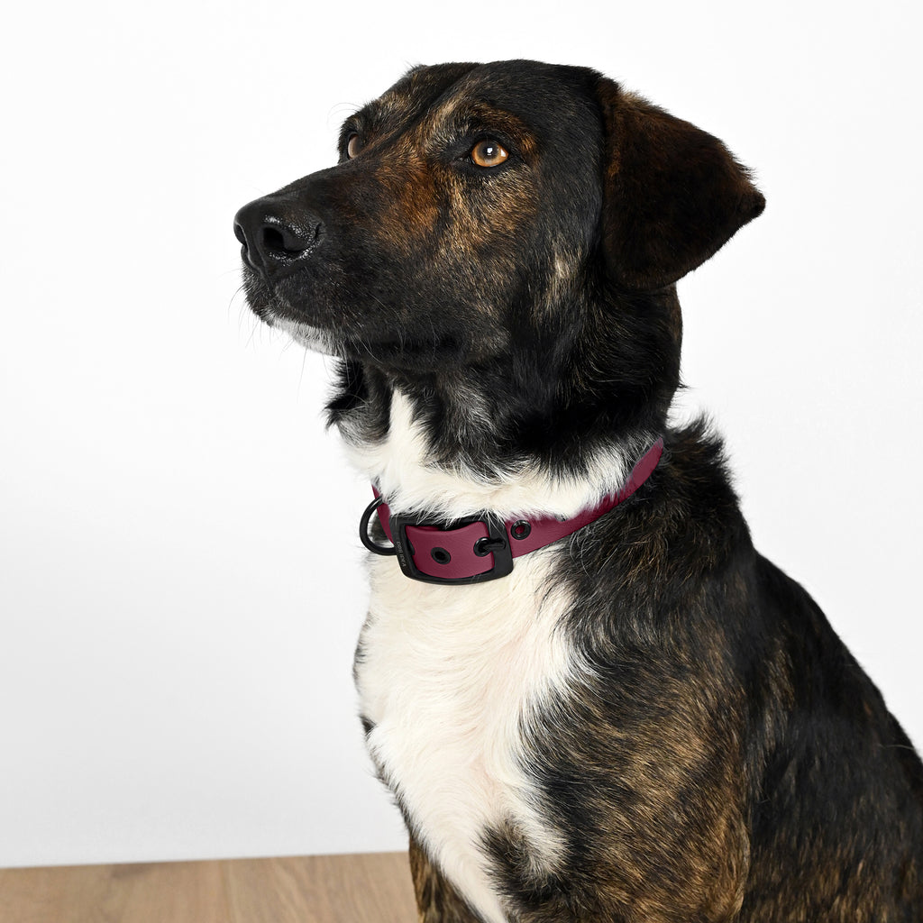 Hund mit Biothane Halsband Bordeaux und schwarzer Schnalle