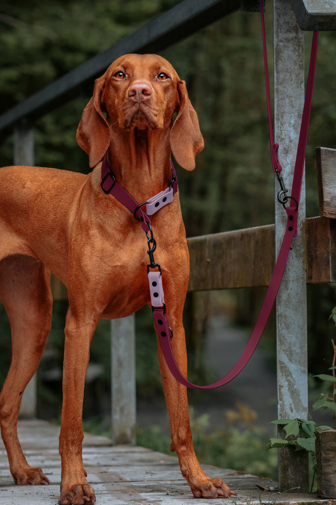 Hund trägt Biothane Halsband und Leine in Bordeaux mit lavendelfarbenen Farbakzent