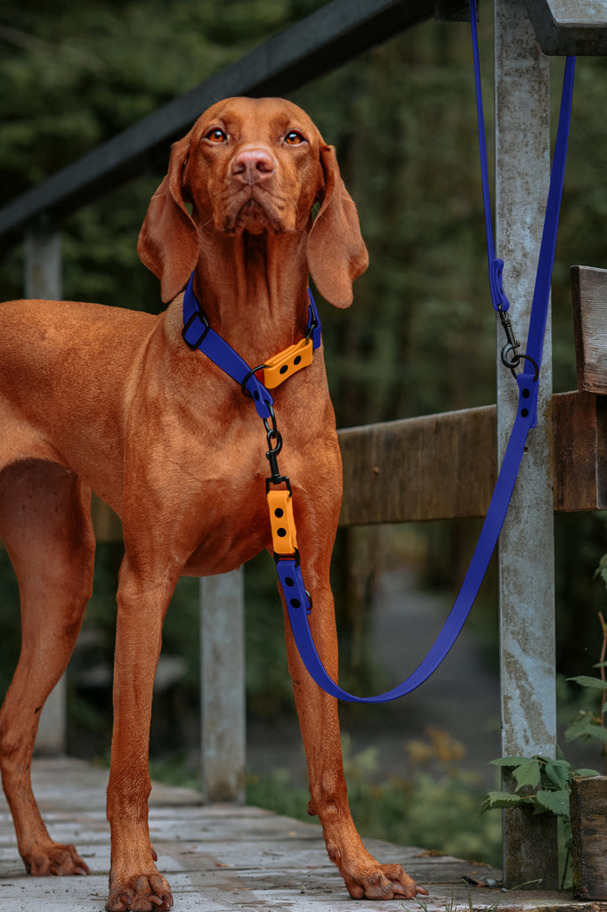 Hund trägt sportliche Biothane Hundeleine in Blau mit orangenem Akzent