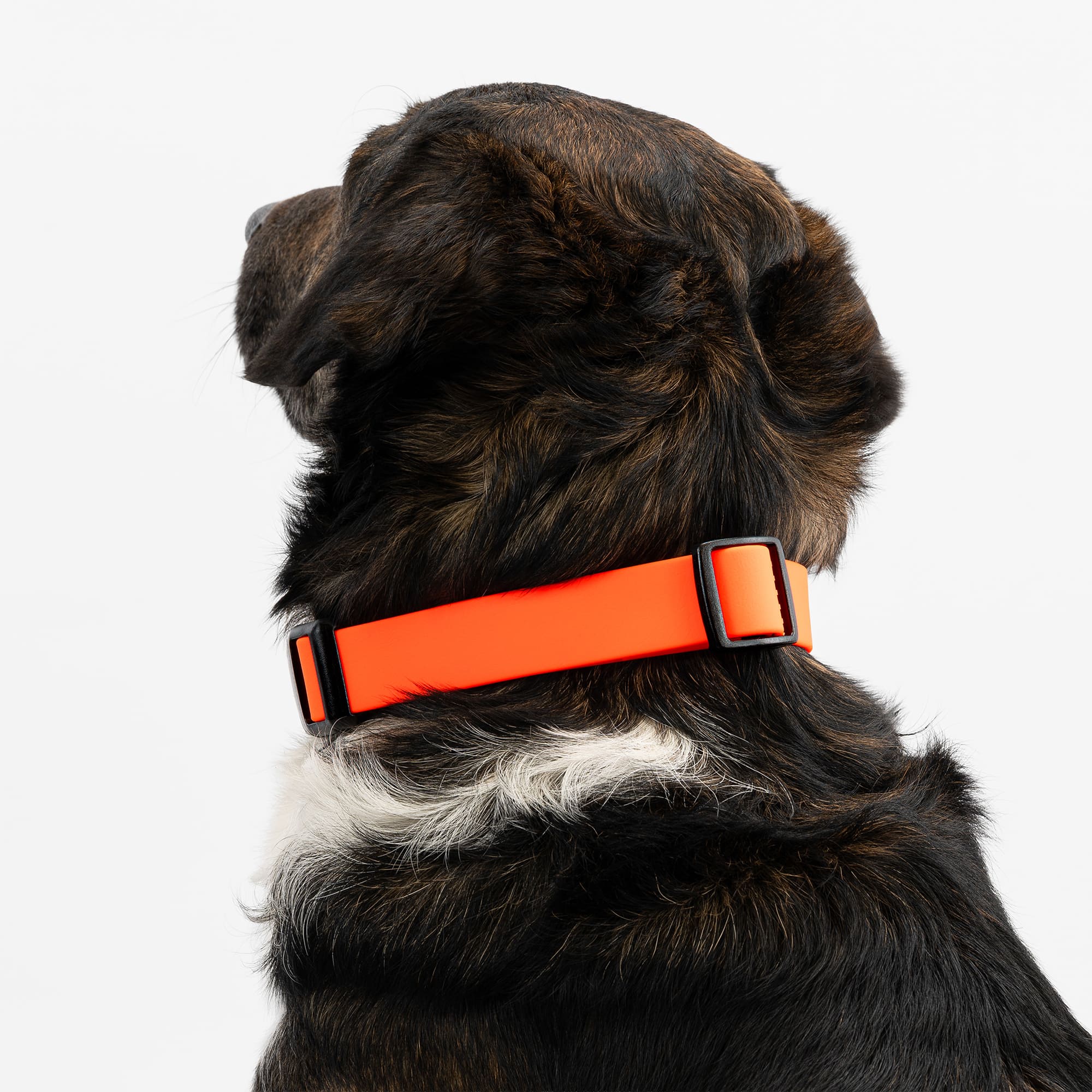 BioThane Halsband Orange  mit Klickverschluss | wasserfest  THE DOG IDEA