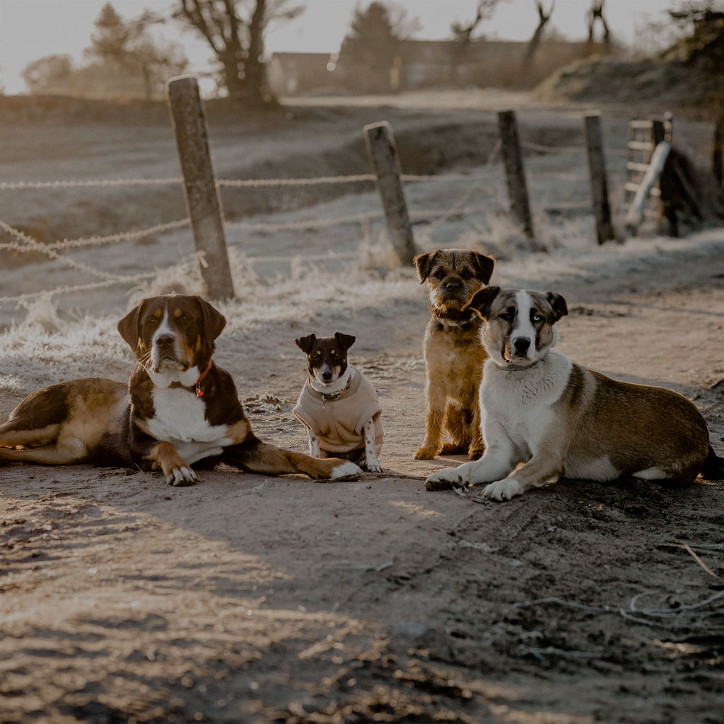 Vier Hunde liegen nebeneinander mit Hundezubehör von THE DOG IDEA