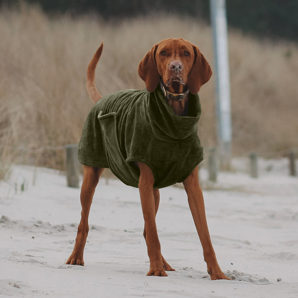 Viszla trägt einen Hundebademantel am Strand