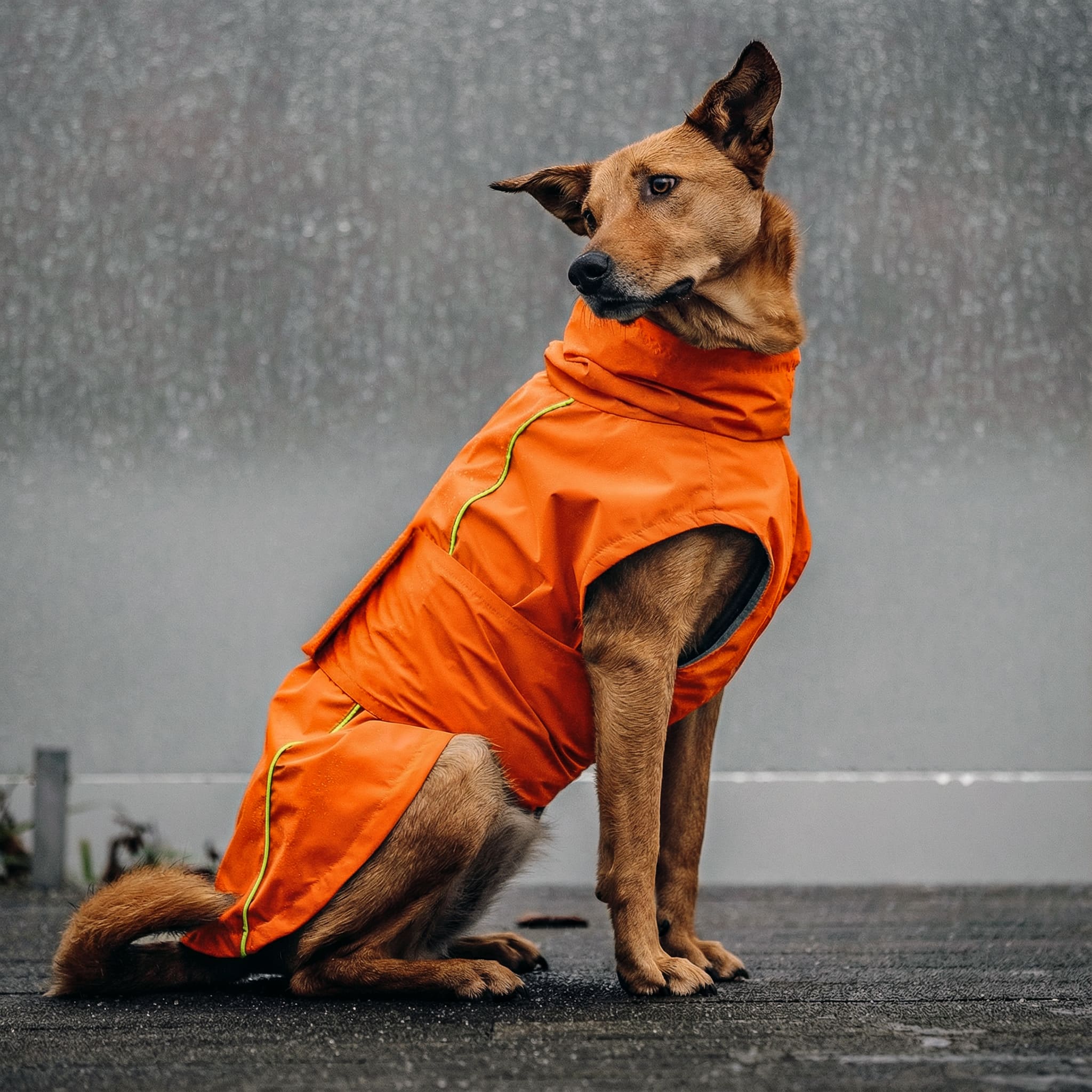 Hunderegenmantel Orange – sportlich, wasserdicht & atmungsaktiv – THE DOG  IDEA