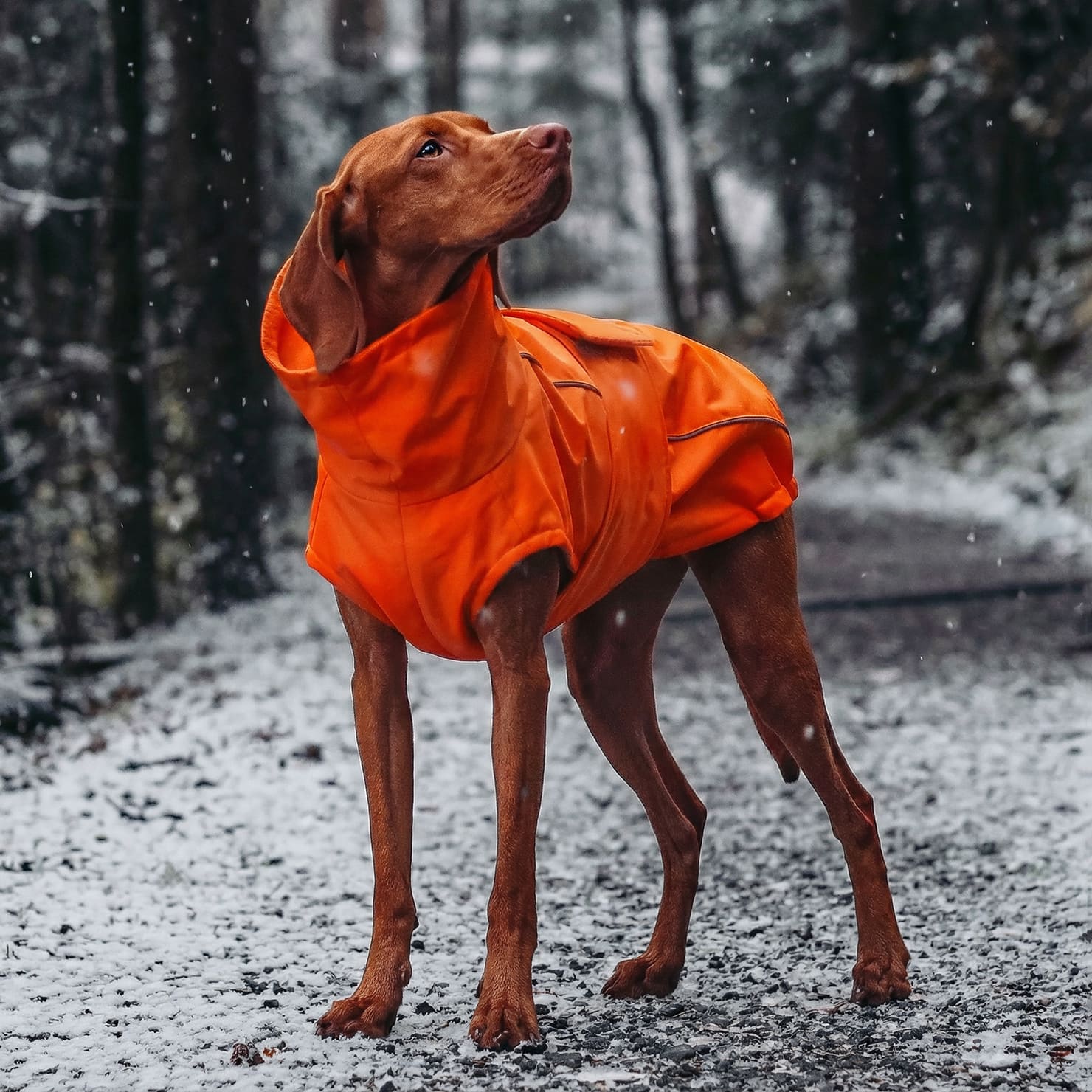 barf hundefutter kaufen Super Barf - Barf Zusätze Hund main image 1