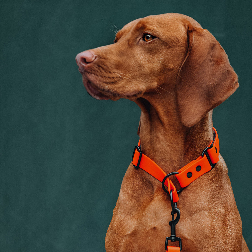 Ein Hund trägt ein gepolstertes Zugstopp Halsband in Orange