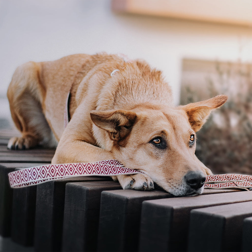 Hund liegt auf einer Boho Hundeleine