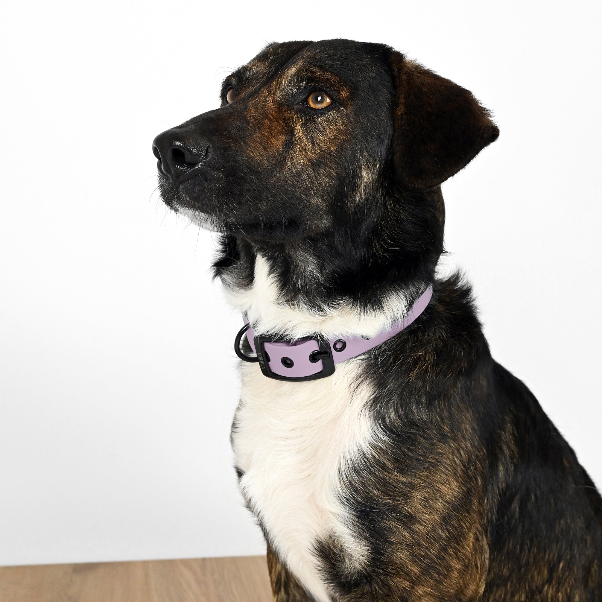 Biothane Hundehalsband Lavendel  THE DOG IDEA