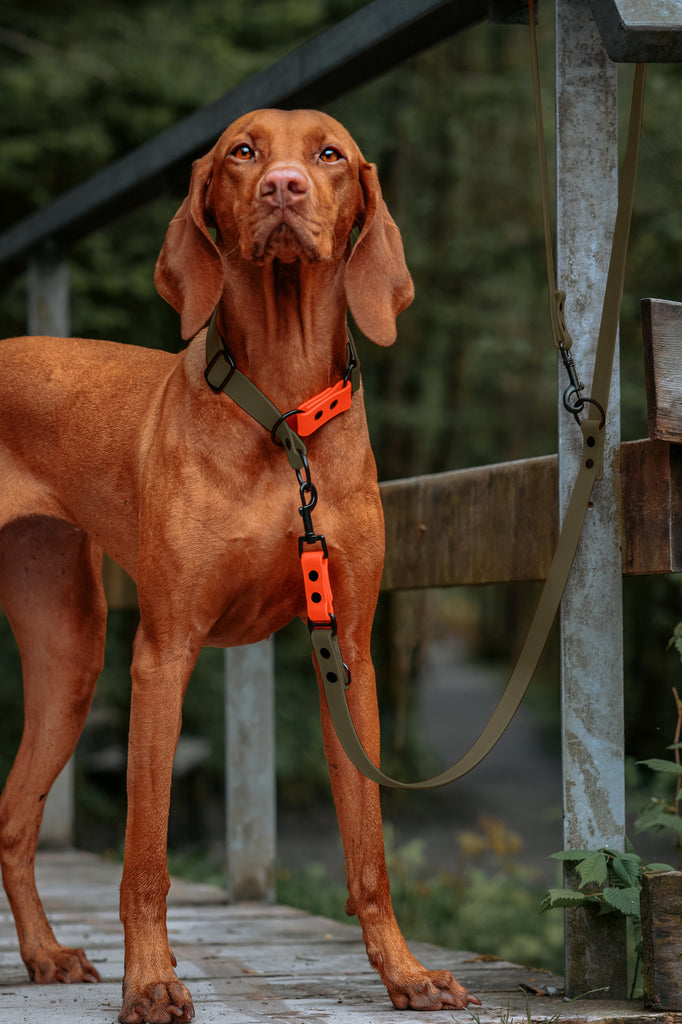 Viszla trägt ein Biothane Zugstopp Halsband in Khaki