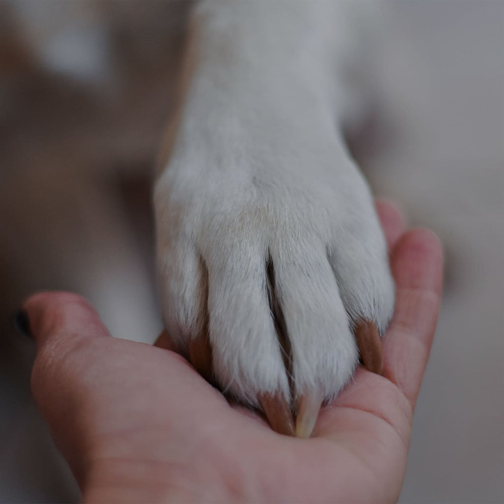 Pfote liegt auf einer Hand
