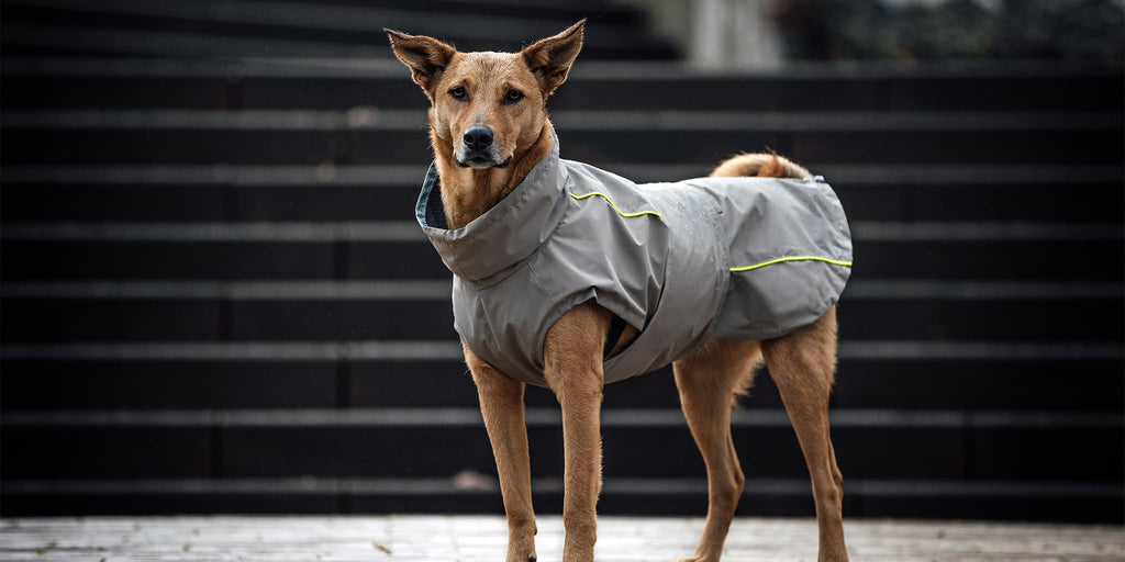 Hund trägt einen wasserdichten Hundemantel mit gelbem Reflektorstreifen