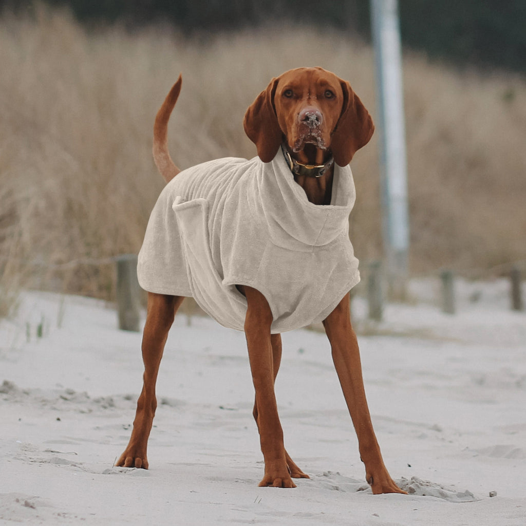 Viszla trägt einen Hundebademantel in Beige am Strand