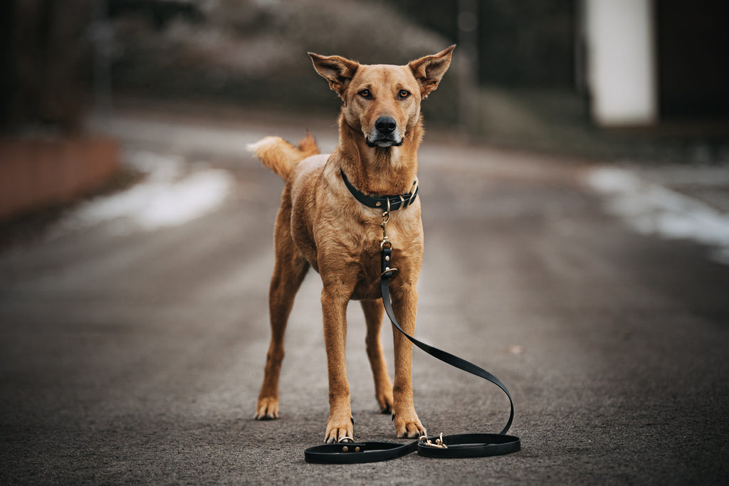 Hund mit schwarzer Biothane Hundeleine und Messing Karabinern