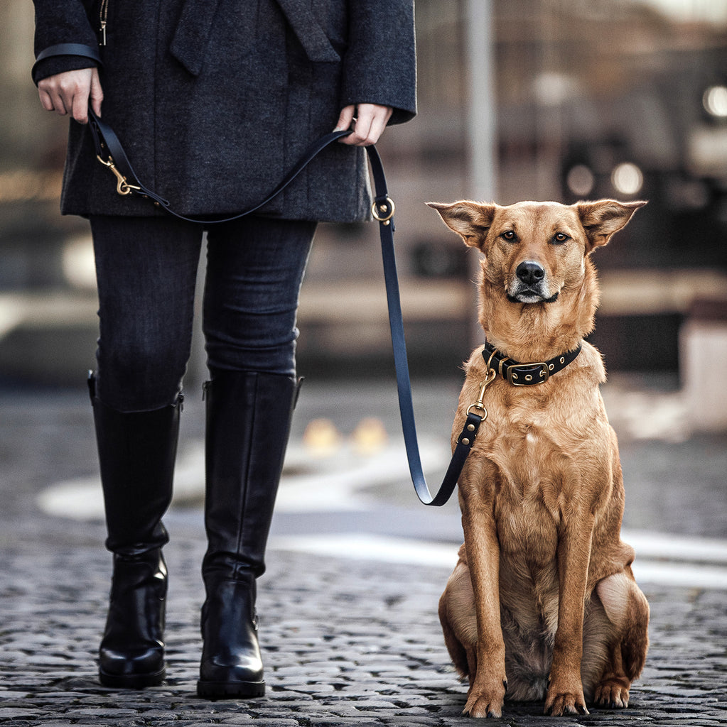 Hund und Halter mit Biothane Hundeleine und Halsband mit Messing Hardware