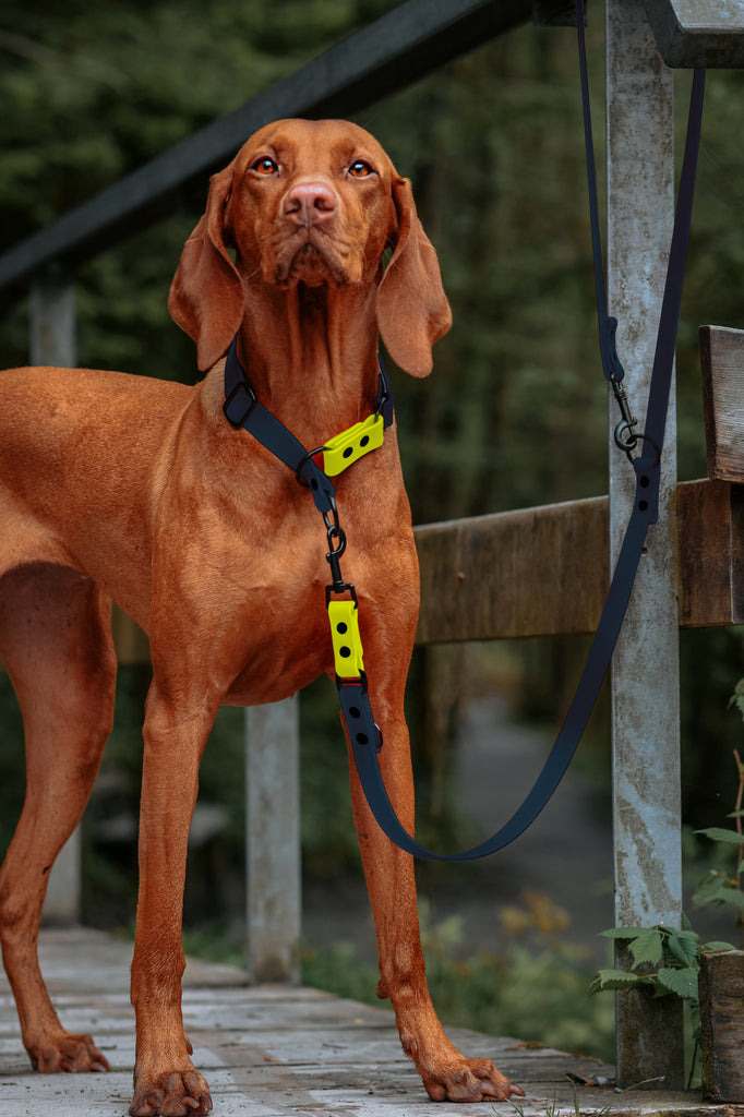 Viszla trägt Biothane Hundehalsband und Hundeleine in Navy mit neongelbem Farbakzent