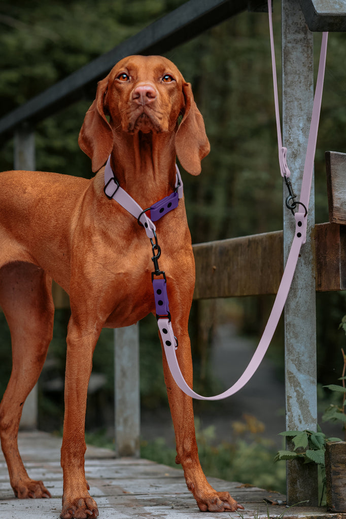 Viszla trägt ein Biothane Zugstopp Halsband in Lavendel