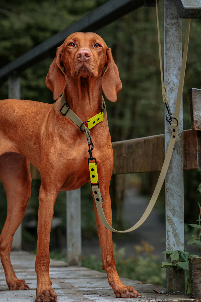 Hund trägt sportliche Biothane Hundeleine und Halsband in Beige mit neongelbem Akzent