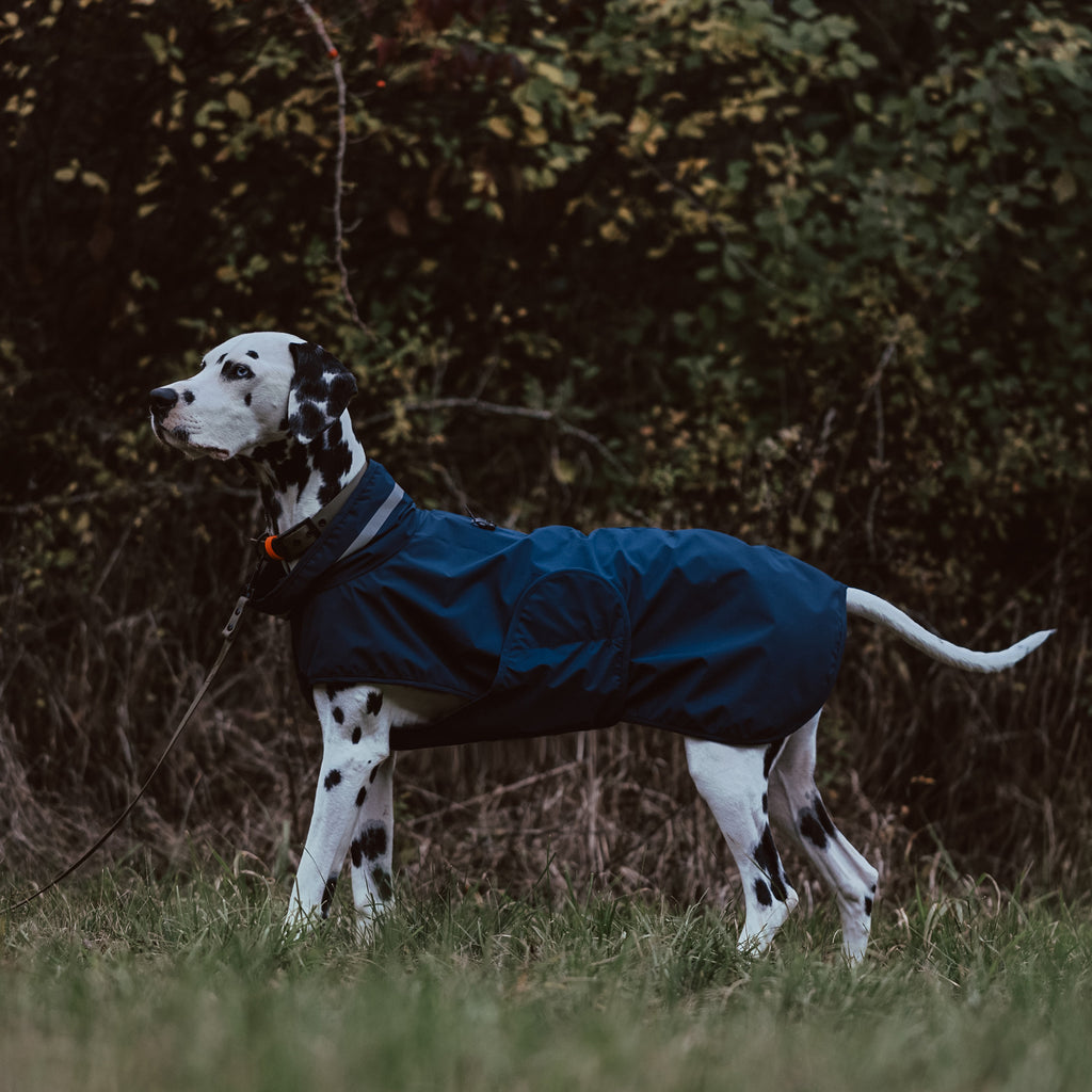 Hund trägt einen Hunderegenmantel in Blau im Freien