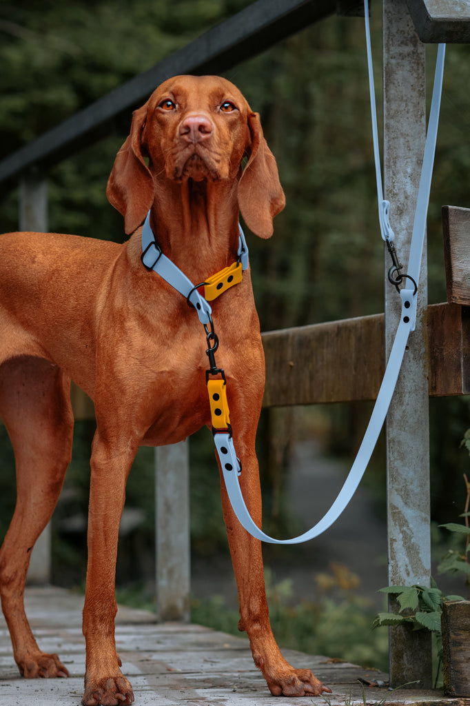 Hund trägt sportliches Biothane Halsband und Leine in Hellblau mit orangenen Farbakzenten