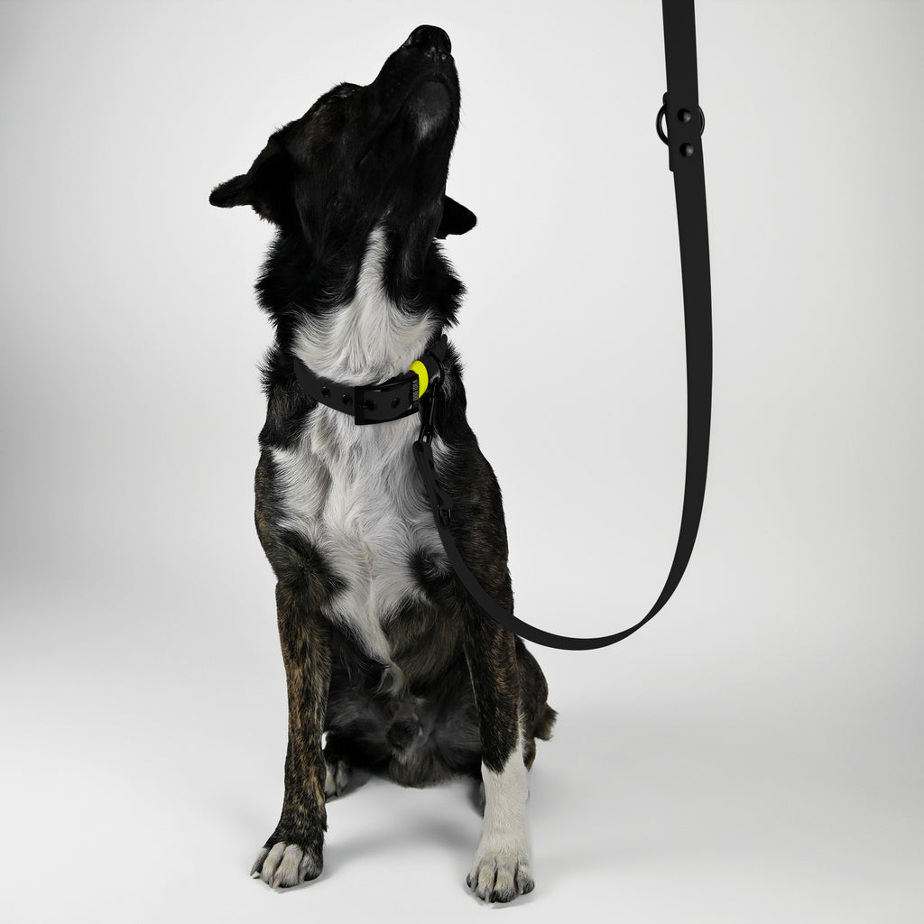 Hund trägt schwarzes Biothane Hundehalsband und Leine mit neongelben Farbakzenten