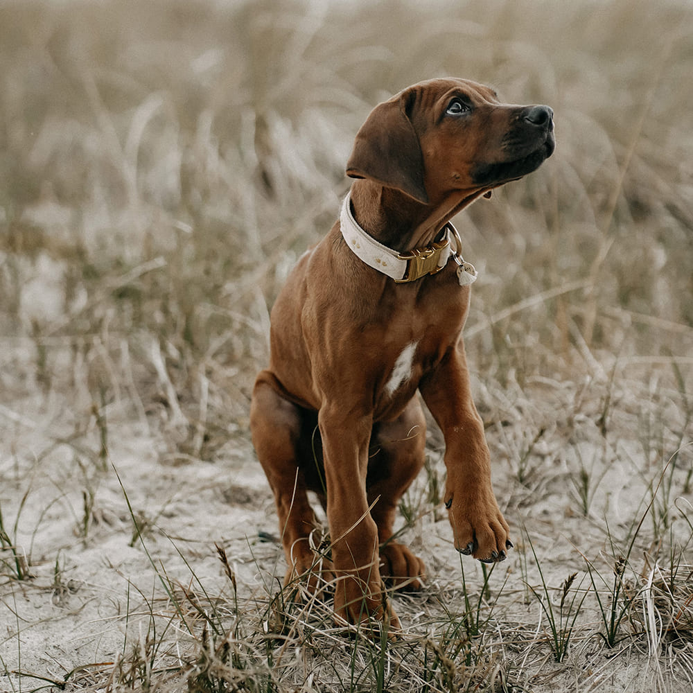 Hund am Strand mit einem The Dog Idea Boho Halsband mit Messing Schnalle